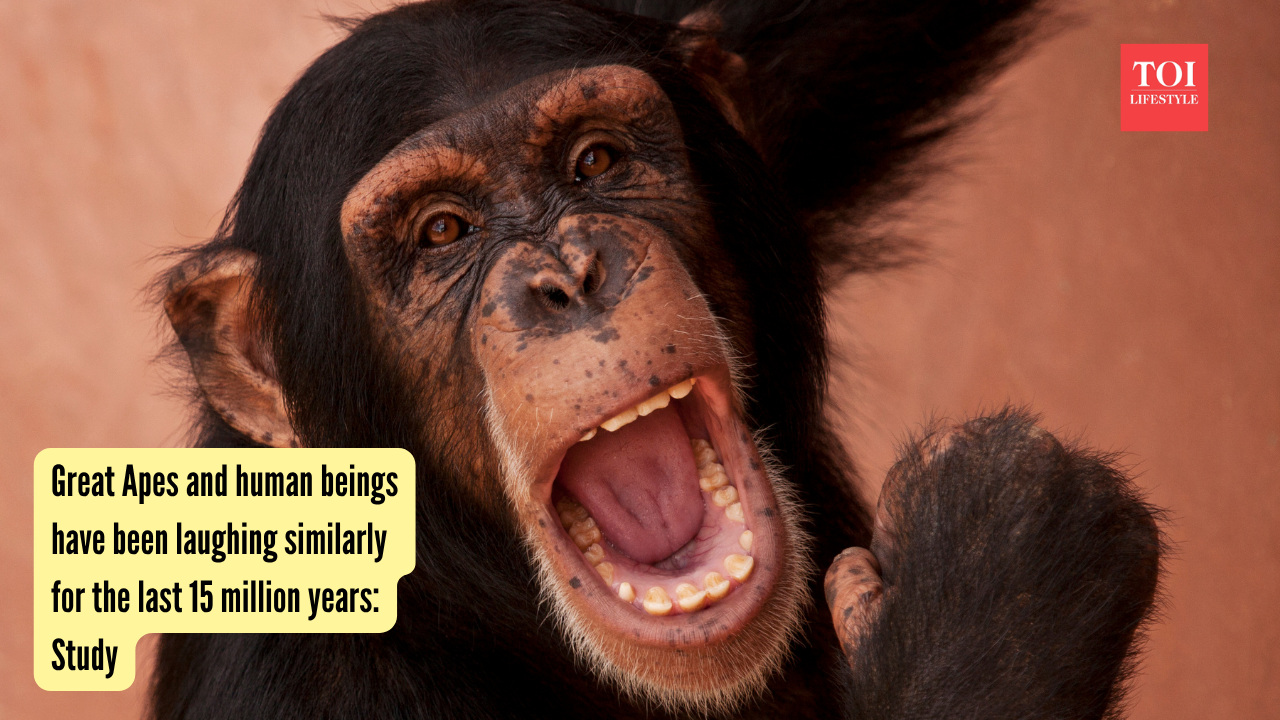 Great Apes and human beings have been laughing similarly for the last 15 million years: Study |