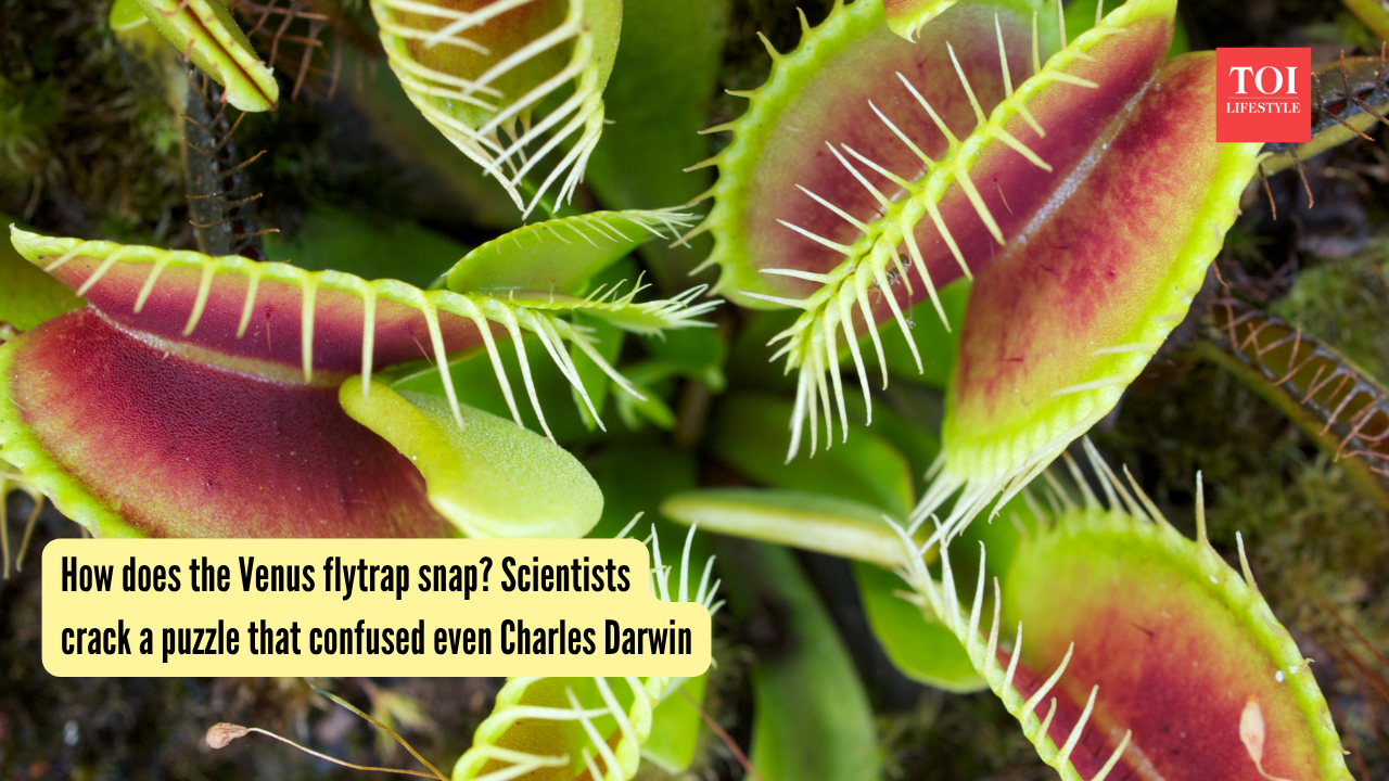 Venus Flytrap: How does the Venus flytrap snap? Scientists crack a puzzle that confused even Charles Darwin