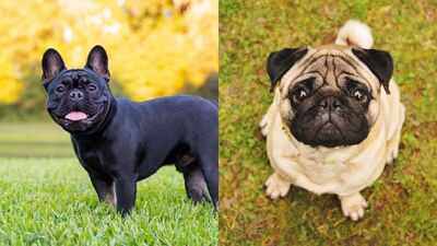 UK heatwave raises concern for dogs: Breeds most susceptible to heatstroke revealed |