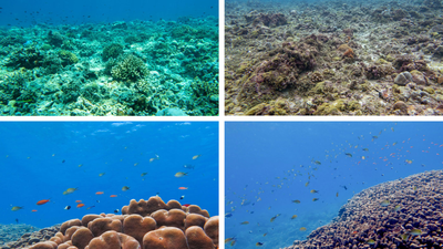 Lakshadweep’s 1,800-year-old giant “potato patch” coral may be among the world’s largest living colonies |