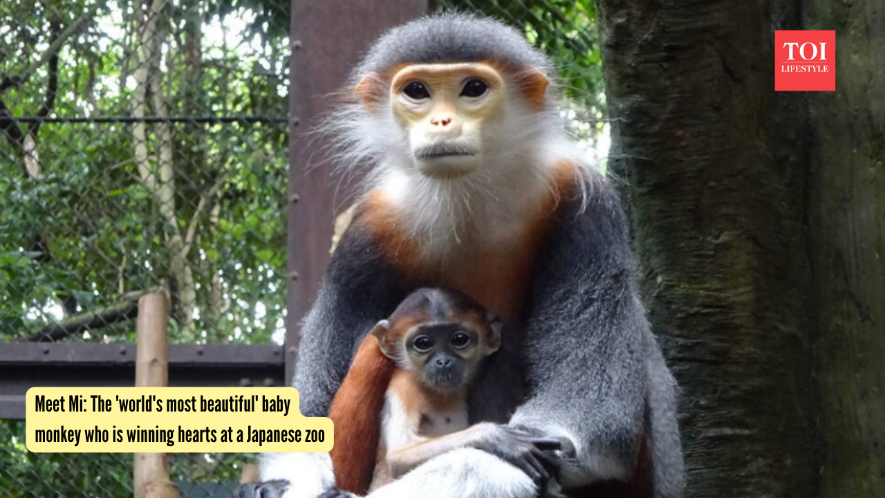 Mi Baby Monkey: Meet Mi: The 'world's most beautiful' baby monkey who is winning hearts at a Japanese zoo |