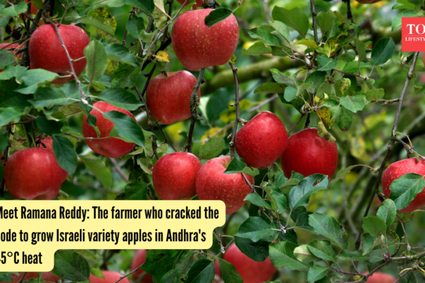 Ramana Reddy: Meet Ramana Reddy: The farmer who cracked the code to grow Israeli variety apples in Andhra's 45°C heat