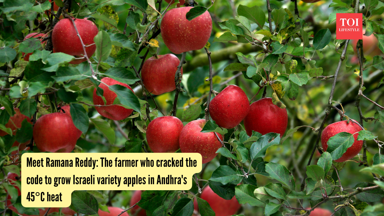 Ramana Reddy: Meet Ramana Reddy: The farmer who cracked the code to grow Israeli variety apples in Andhra's 45°C heat