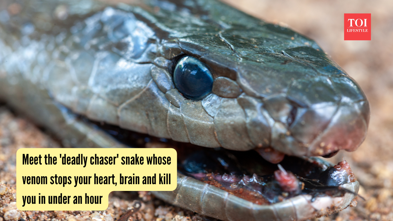 Black Mamba Snake: Meet the 'deadly chaser' snake whose venom stops your heart, brain and kills you in under an hour