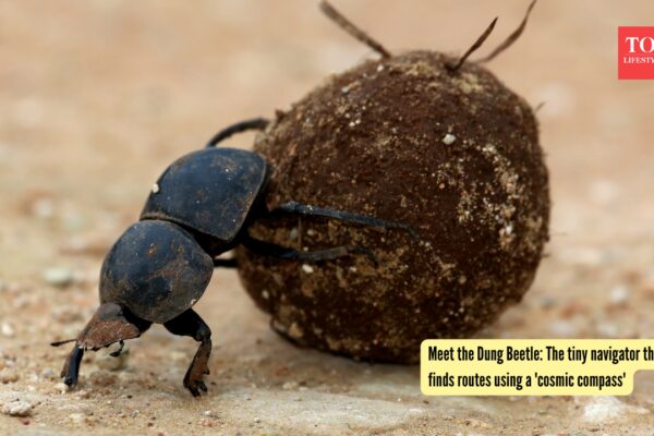 Meet the Dung Beetle: The tiny navigator that finds routes using a 'cosmic compass' |