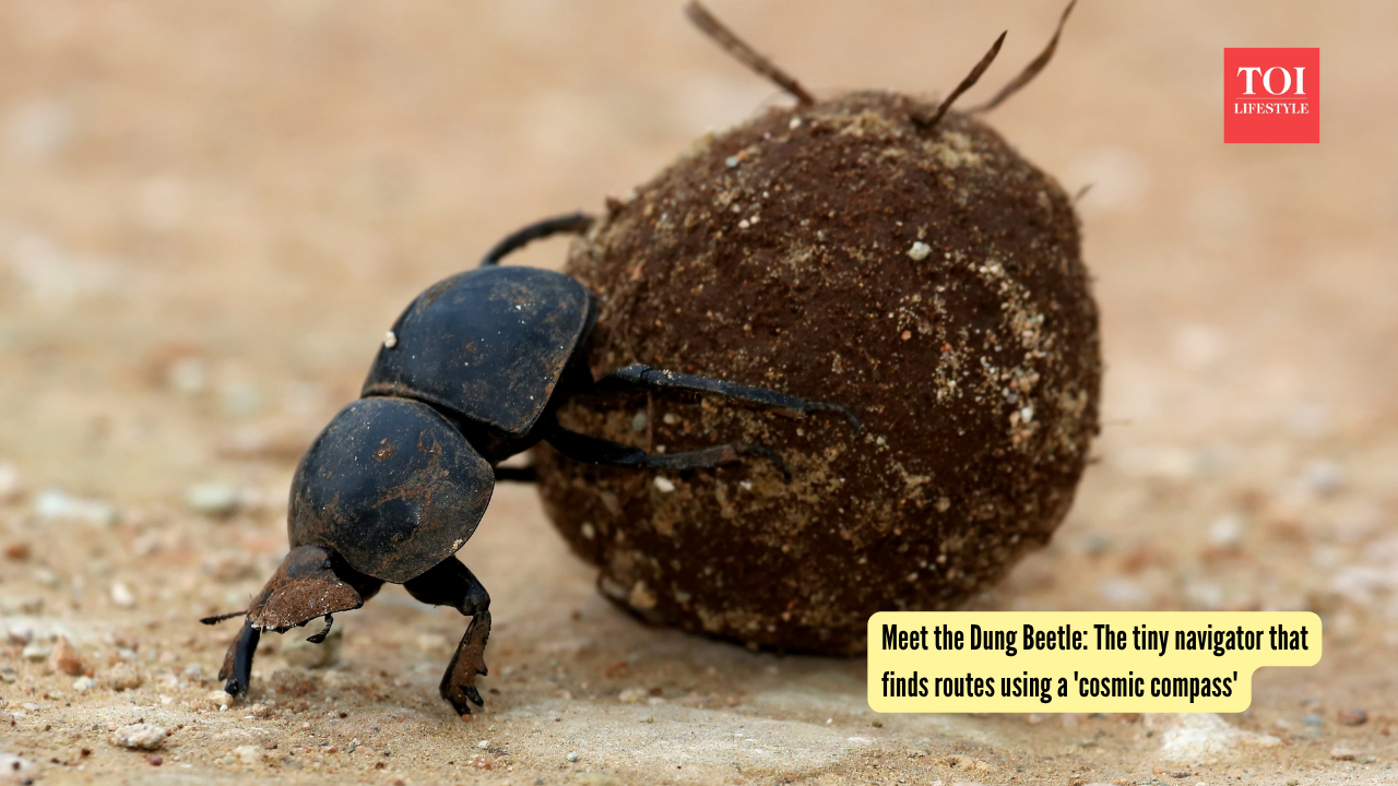 Meet the Dung Beetle: The tiny navigator that finds routes using a 'cosmic compass' |