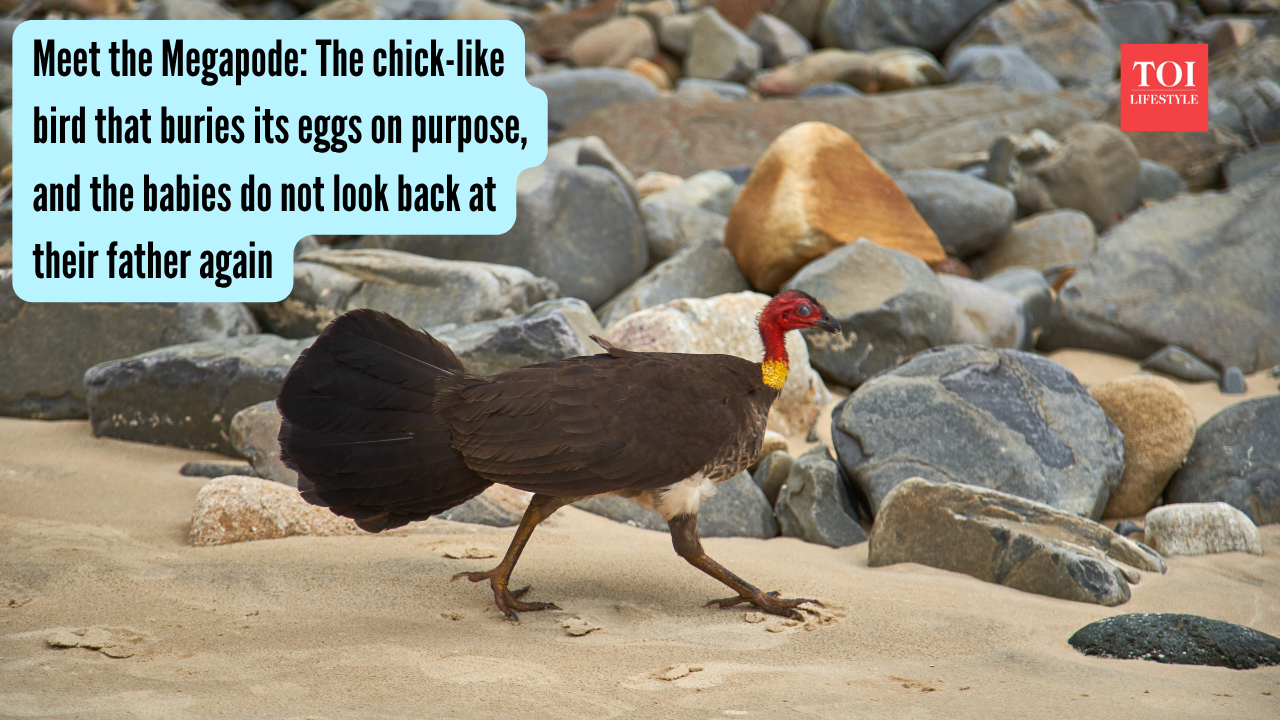 Megapode: Meet the Megapode: The chick-like bird that buries its eggs on purpose, and the babies do not look back at their father again