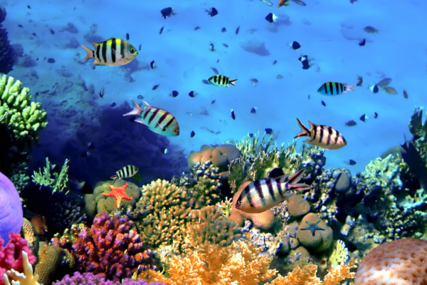 10 unique facts about the Great Barrier Reef every traveller should know