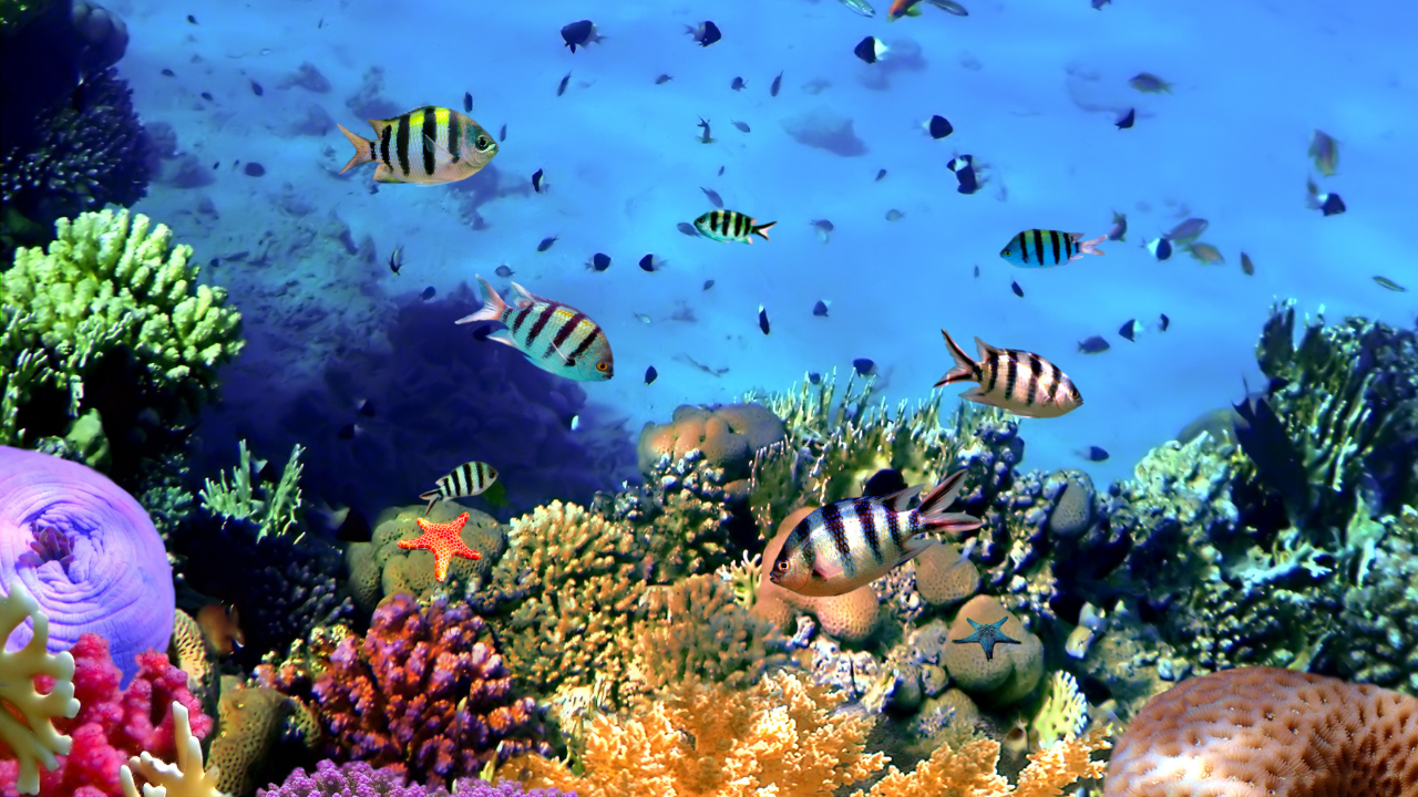 10 unique facts about the Great Barrier Reef every traveller should know