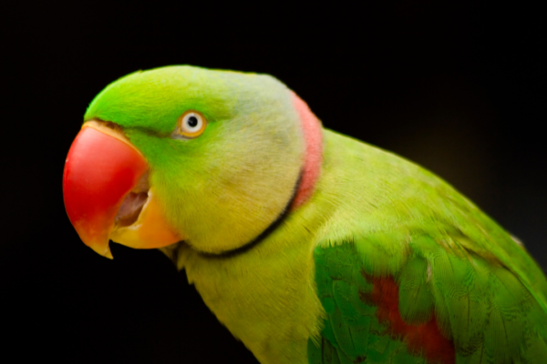 5 stunning Indian parrot species still found in the wild