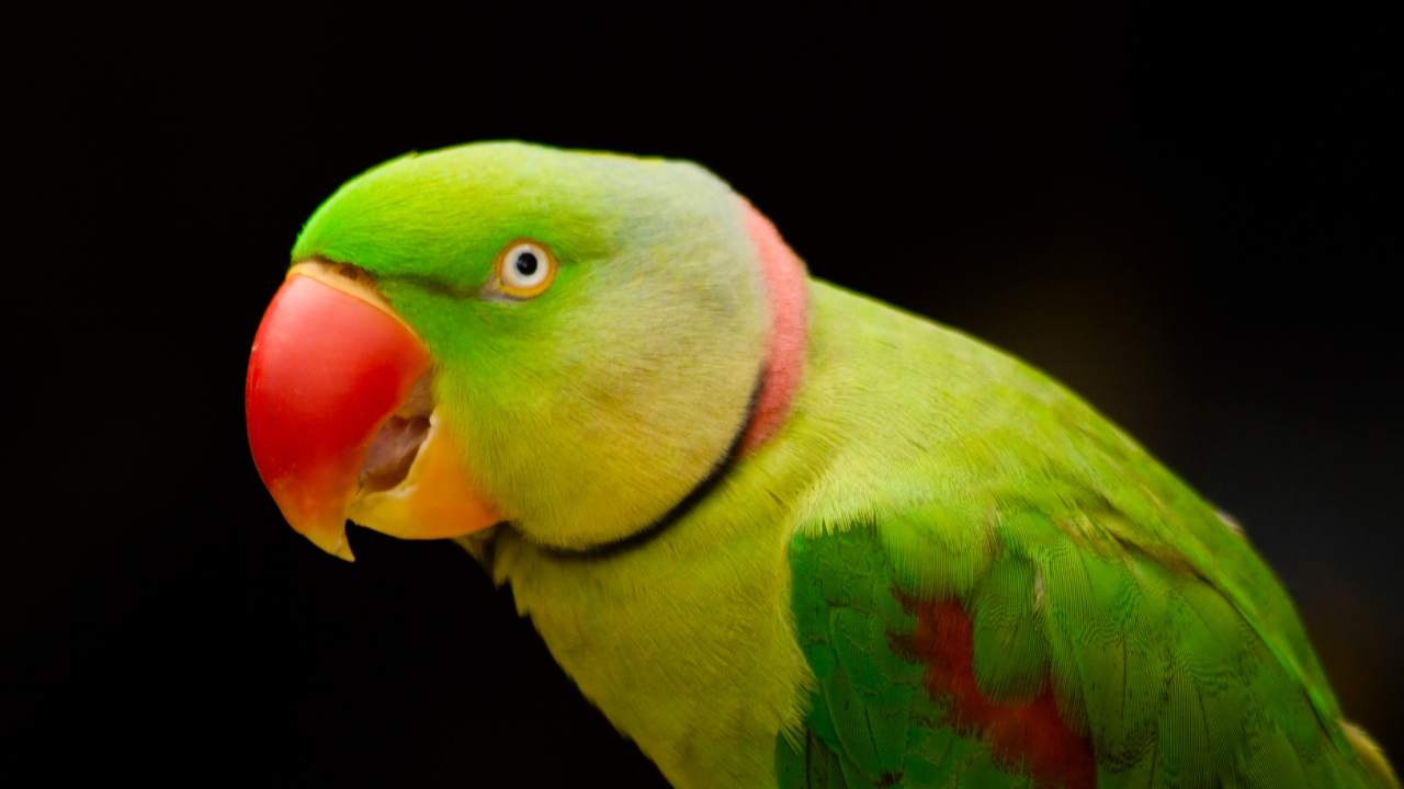 5 stunning Indian parrot species still found in the wild