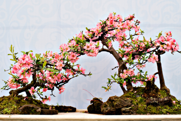 How did bonsai making turn into a modern-day art form?