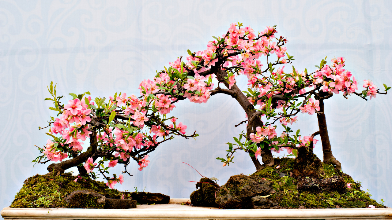 How did bonsai making turn into a modern-day art form?