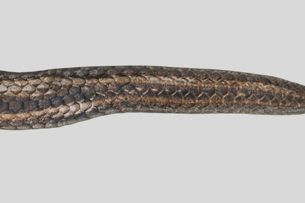 The two-headed snake from China that fooled scientists for years until DNA proved it!
