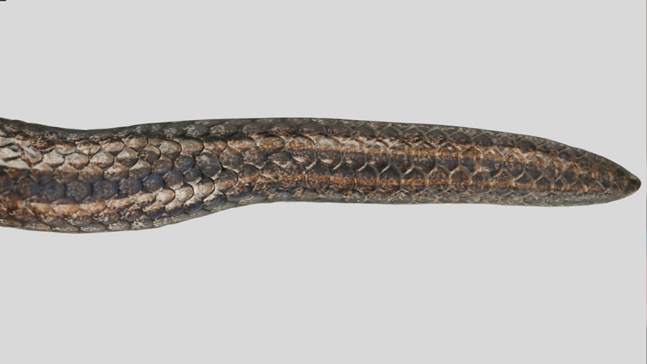 The two-headed snake from China that fooled scientists for years until DNA proved it!