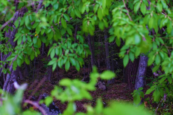 Most mysterious forests in India and the legends around them