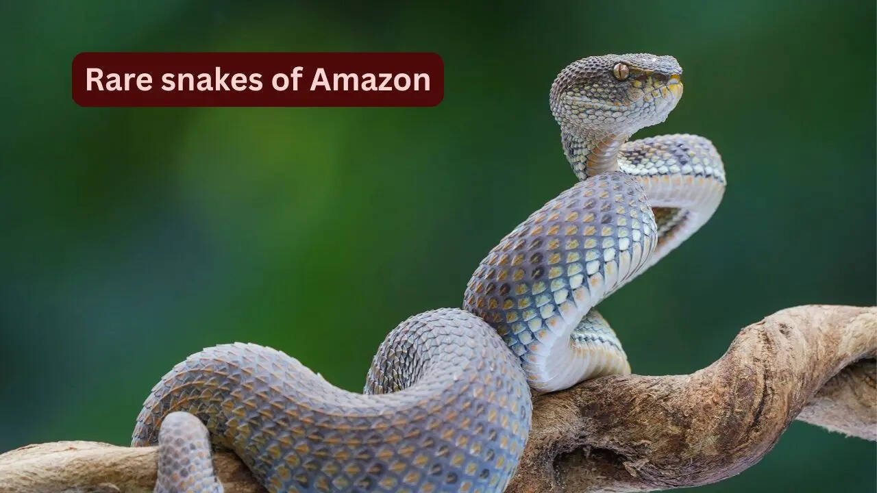 10 rare snakes found in the Amazon rainforest and what travellers should know