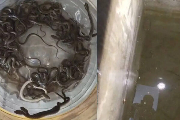 27 snake hatchlings found inside water tank in Haridwar, sparks panic in village | Dehradun News