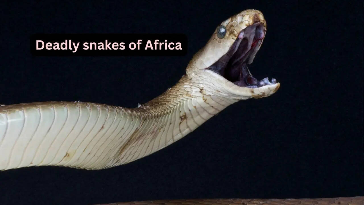 5 venomous snakes you’ll only find in Africa and where to spot them