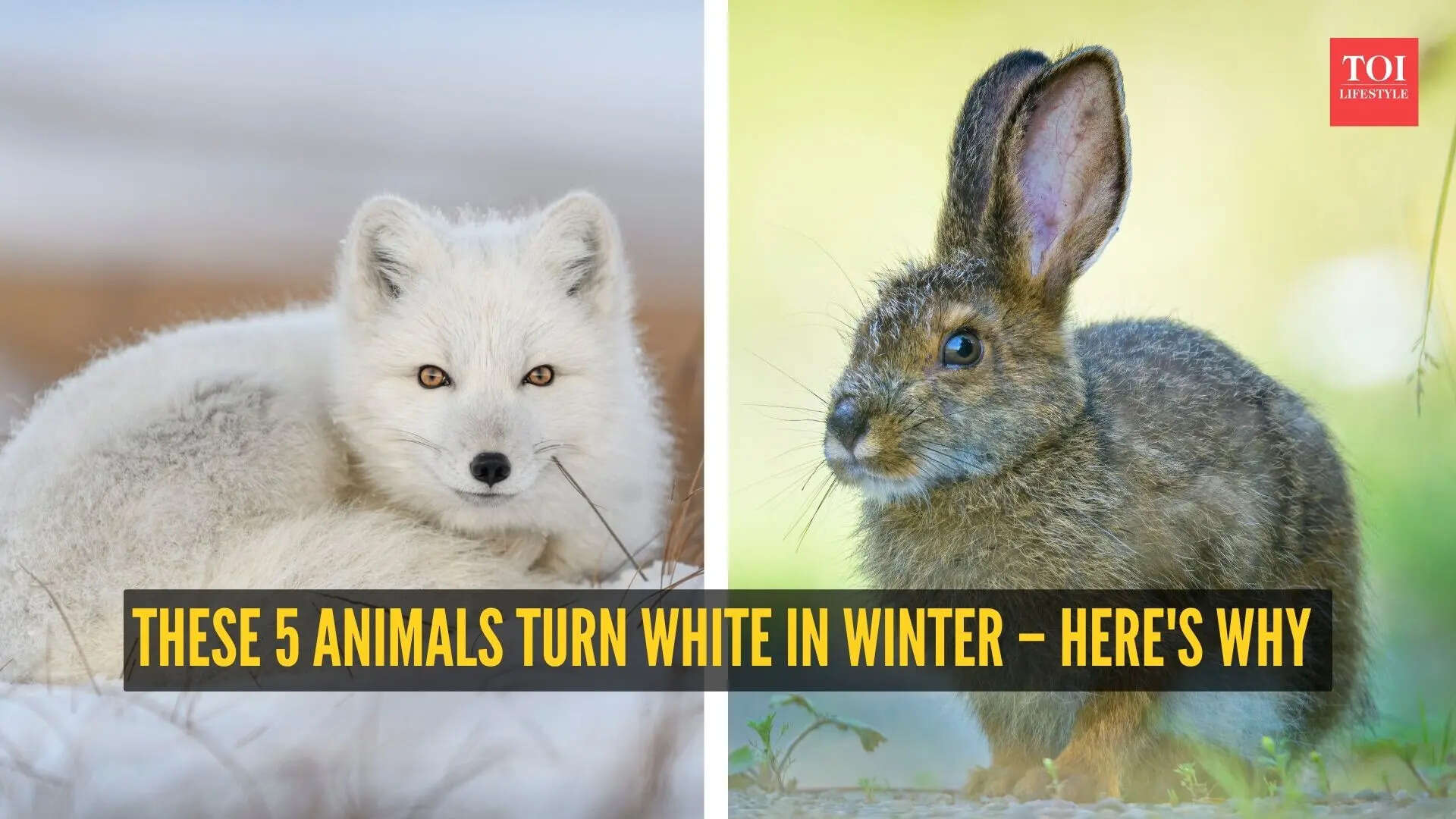 These 5 animals turn white in winter – here's why