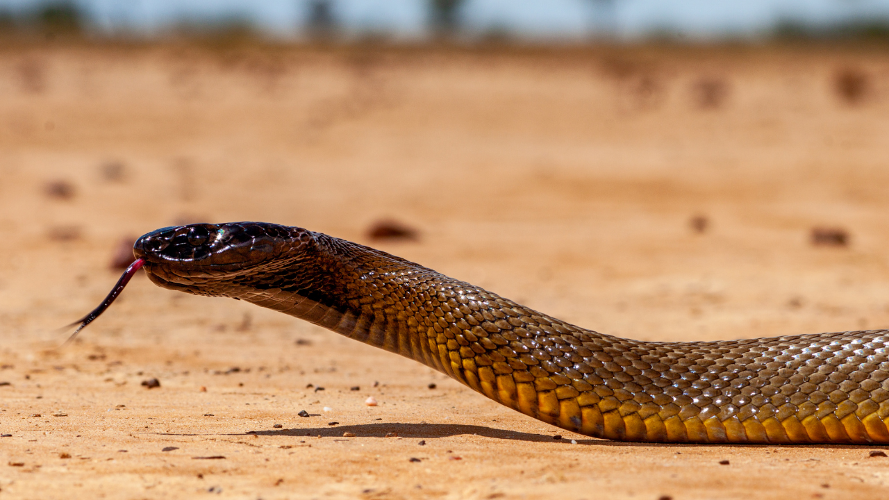 Which countries are home to the world’s deadliest Taipan Snakes?