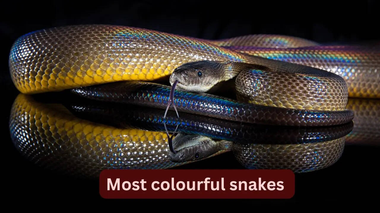 10 most colourful snakes in the world and where to spot them in the wild