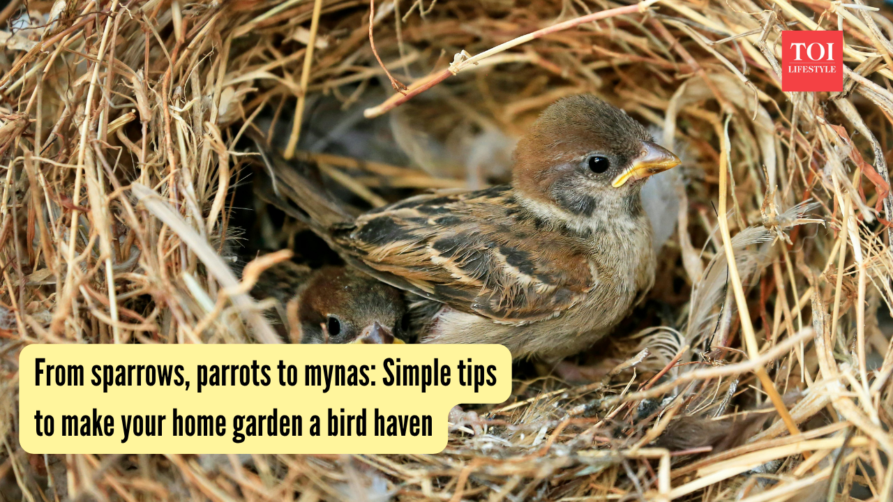 Simple tips to make your home garden a bird haven