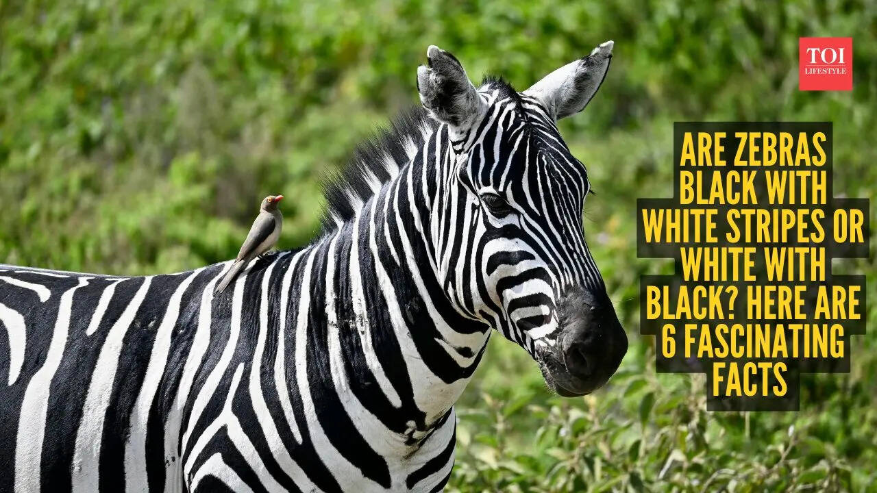 Are zebras black with white stripes or white with black? Here are 6 fascinating facts