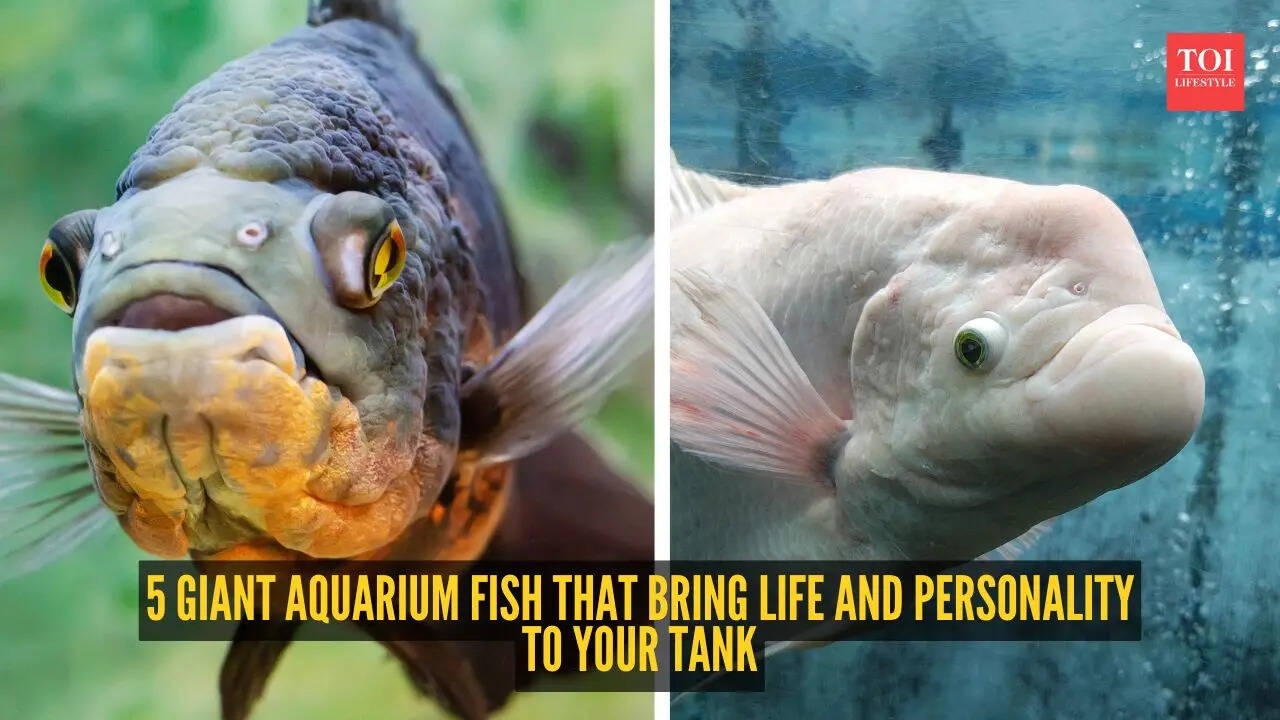 5 giant aquarium fish that bring life and personality to your tank