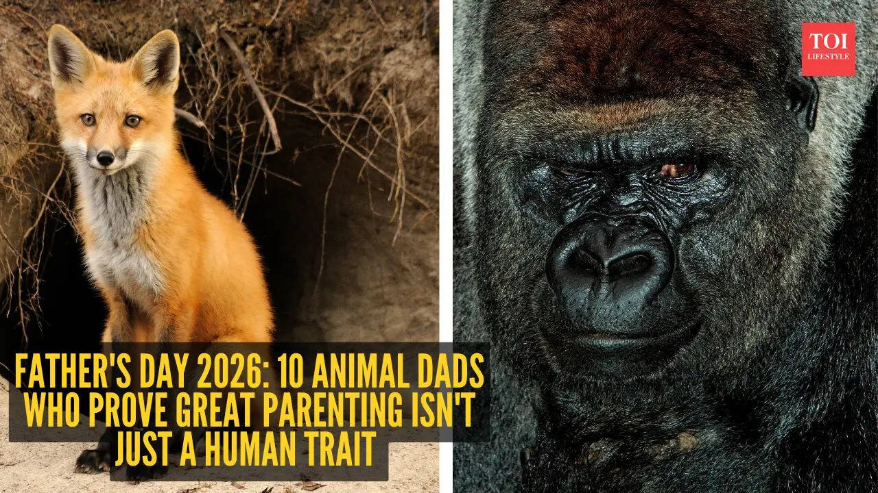 10 animal dads who prove great parenting isn't just a human trait