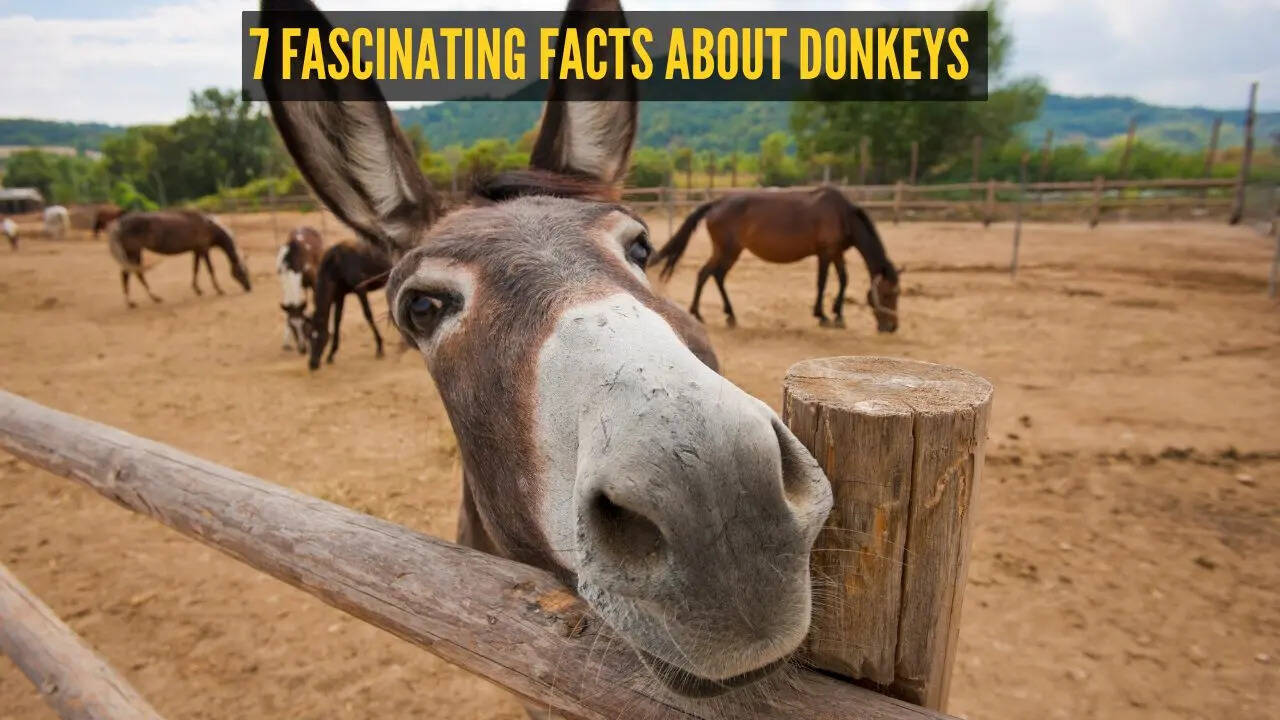 7 fascinating facts about donkeys