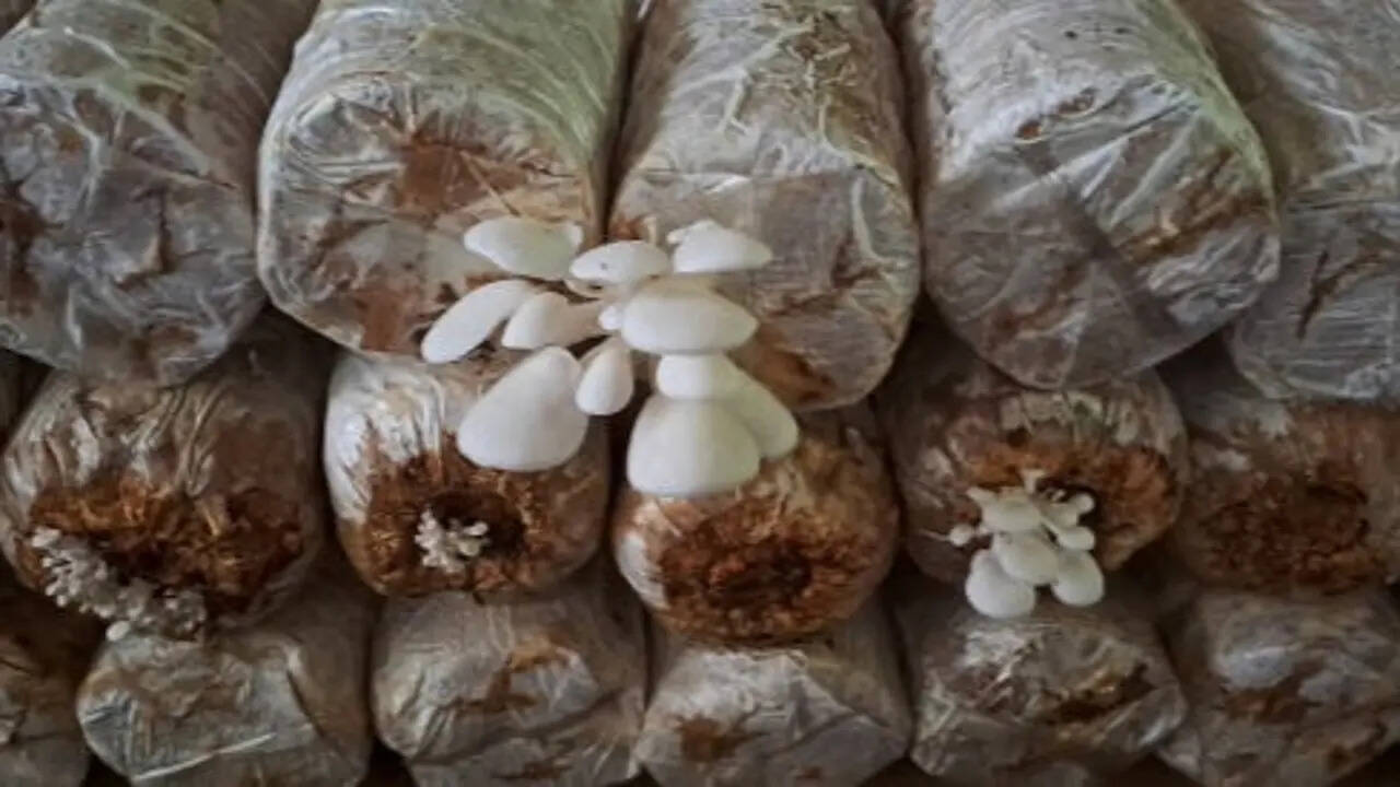 How to start mushroom farming at home: A beginner’s step-by-step guide