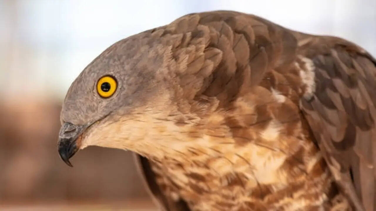 6 Fascinating facts about the bird that feasts on bee and wasp nests