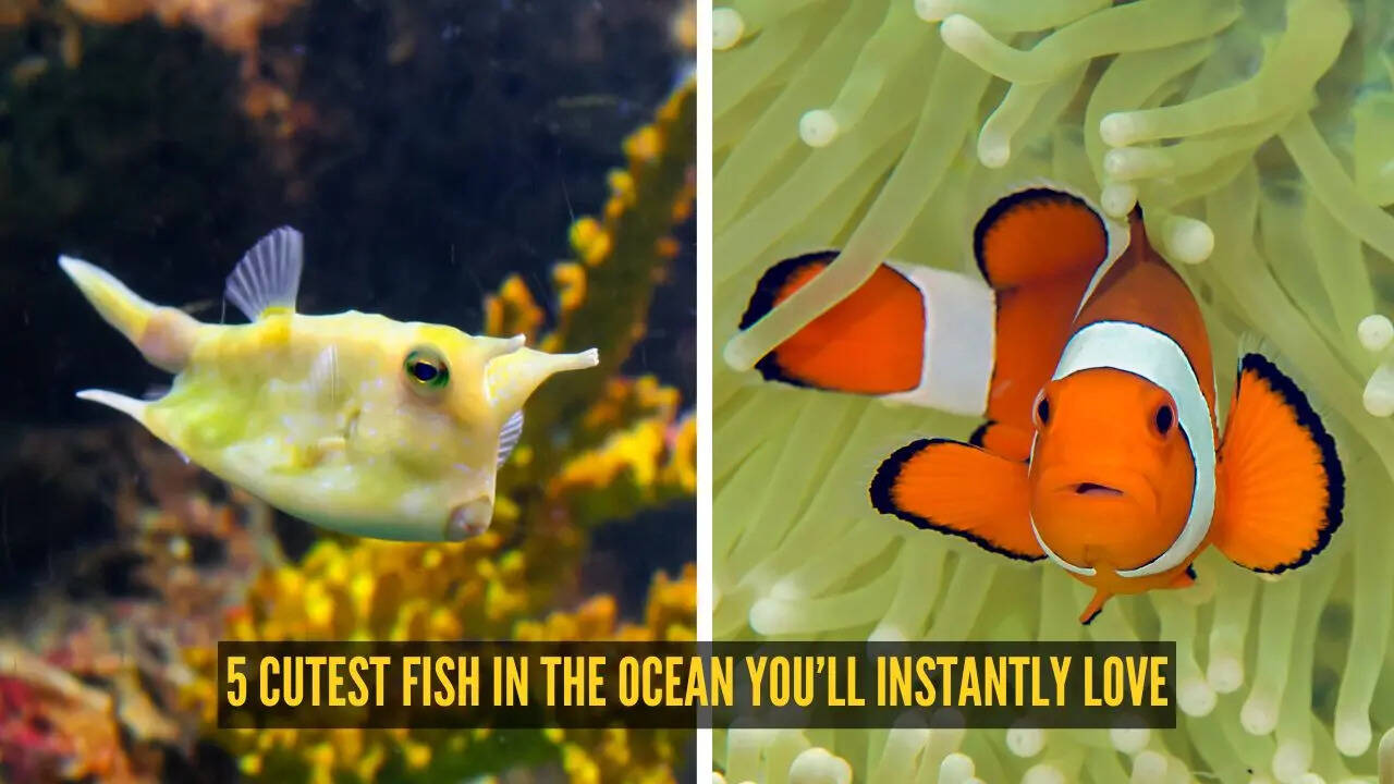 5 cutest fish in the ocean you’ll instantly love