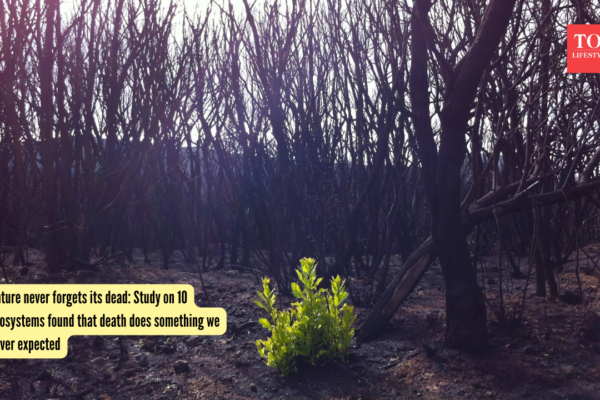 Nature never forgets its dead: Study on 10 ecosystems found that death does something we never expected |