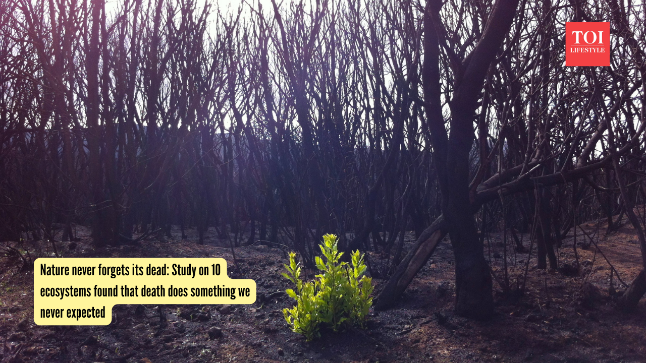 Nature never forgets its dead: Study on 10 ecosystems found that death does something we never expected |
