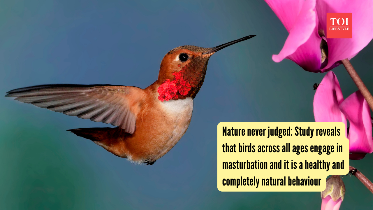 Nature never judged: Study reveals that birds across all ages engage in masturbation, and it is a healthy and completely natural behaviour |