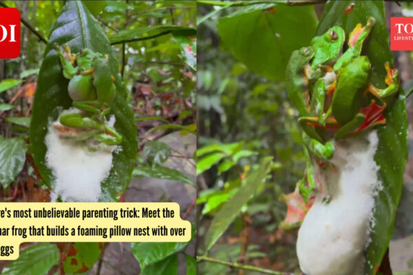Malabar Gliding Frog: Nature's most unbelievable parenting trick: Meet the Malabar frog that builds a foaming pillow nest with over 200 eggs
