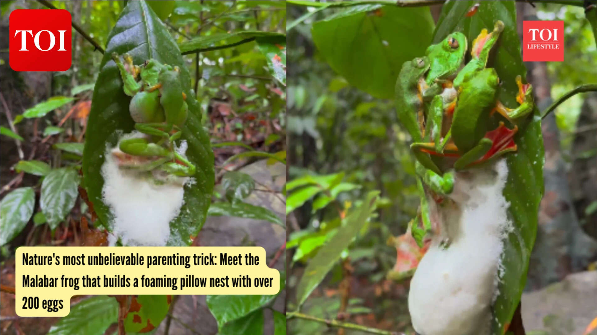 Malabar Gliding Frog: Nature's most unbelievable parenting trick: Meet the Malabar frog that builds a foaming pillow nest with over 200 eggs
