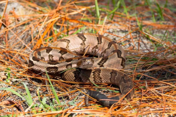 Not just a warning sound: 5 truths about rattlesnakes that flip the fear