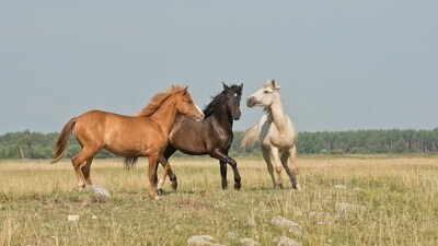 Las Vegas horse stabbing case update: Emotional details emerge as injured horses fight to recover; GoFundMe launched