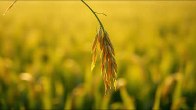 life lesson Malay proverb of the day on humility and resilience: Follow the nature of the rice plant; the more grains it bears, the lower it bows | World News