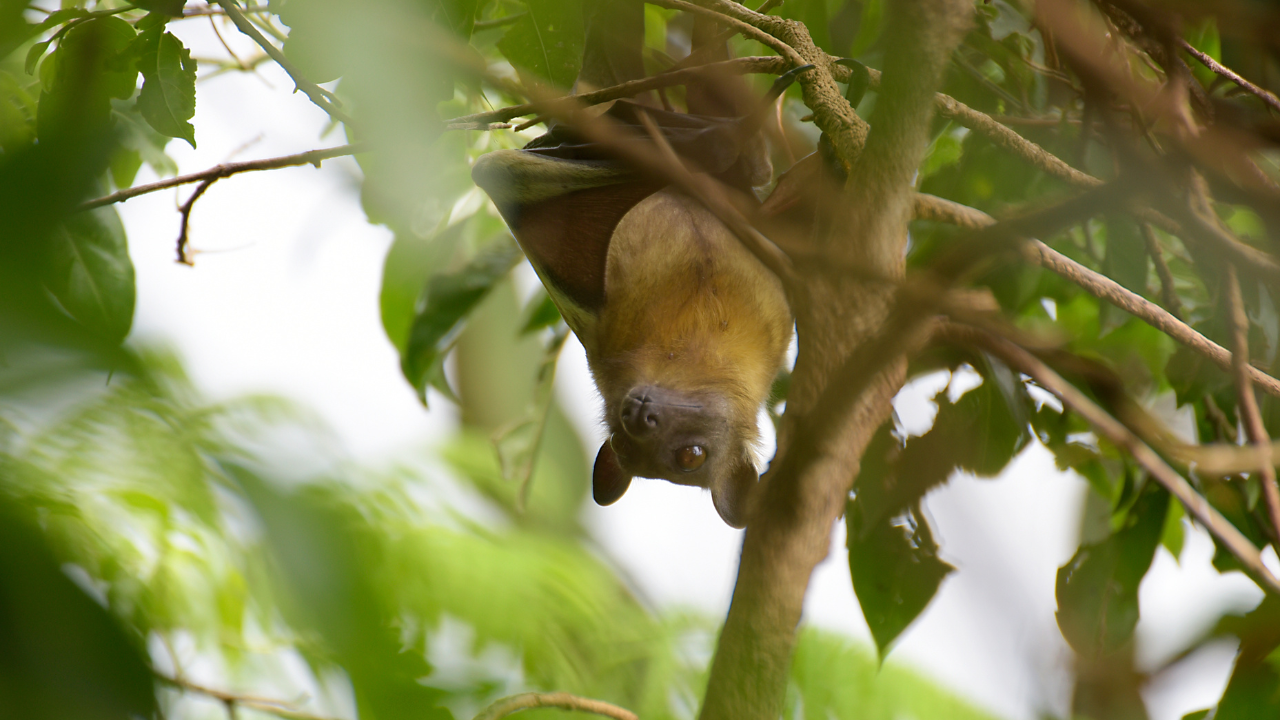 The world’s largest mammal migration happens in the sky; here's all you need to know |