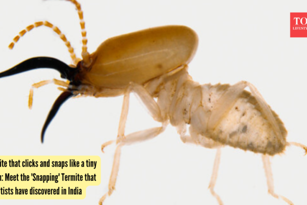 India Termite Discovery: Termite that clicks and snaps like a tiny alarm: Meet the 'Snapping' Termite that scientists have discovered in India