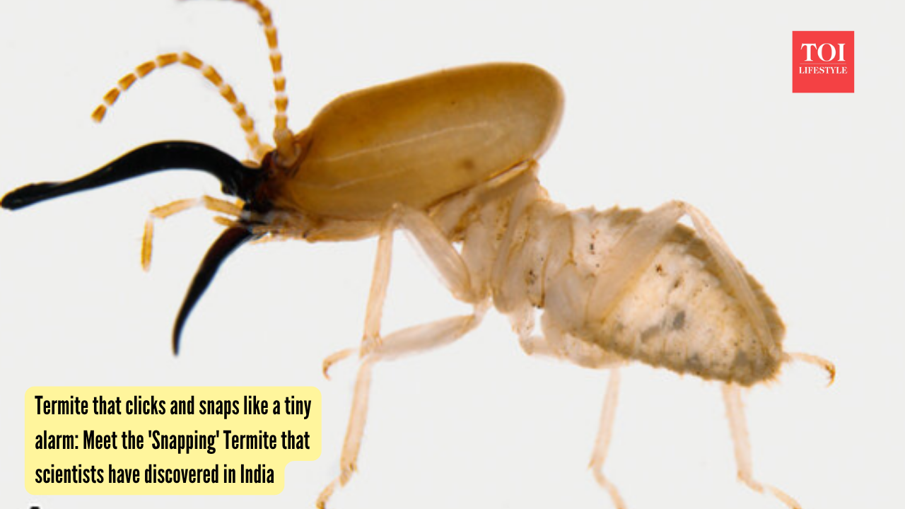 India Termite Discovery: Termite that clicks and snaps like a tiny alarm: Meet the 'Snapping' Termite that scientists have discovered in India