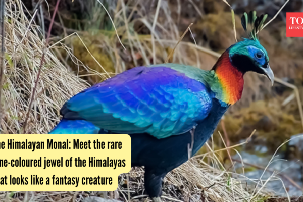 The Himalayan Monal: Meet the rare nine-coloured jewel of the Himalayas that looks like a fantasy creature |