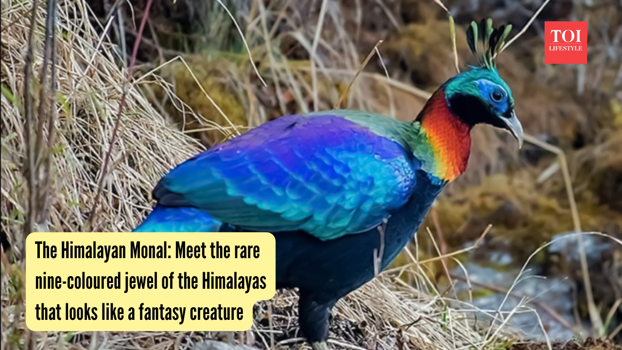 The Himalayan Monal: Meet the rare nine-coloured jewel of the Himalayas that looks like a fantasy creature |