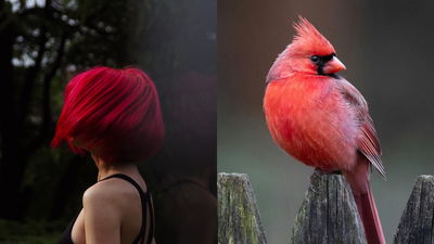 The reason behind red and orange hair in humans revealed: Birds unlock evolutionary mystery of ginger hair |