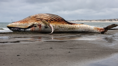 The whale mystery: Millions tried to save Timmy and spent $1.5 million on his rescue, but his bloated body was later found near Denmark |