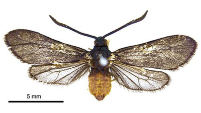 They introduced a fly to save Fiji's coconuts—then an entire species vanished |
